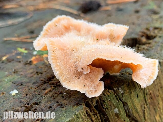 Gallertfleischiger Fältling, Phlebia tremellosa