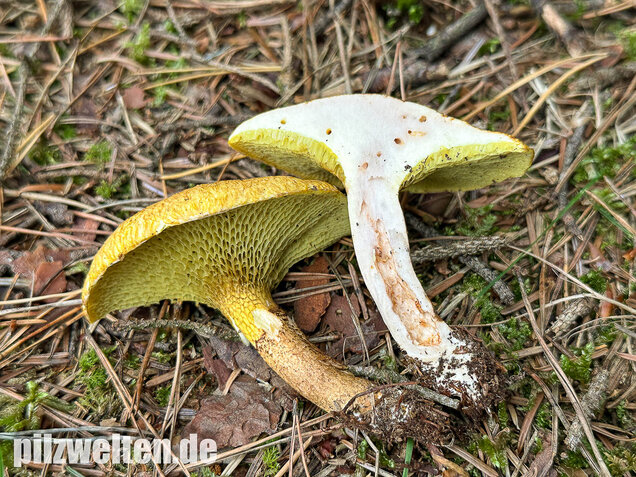 Gelber Hohlfußröhrling, Suillus cavipes var. aureus