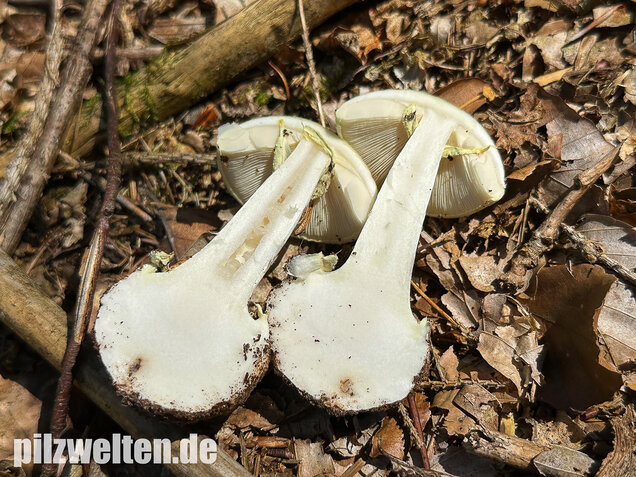 Gelber Knollenblätterpilz, Amanita citrina