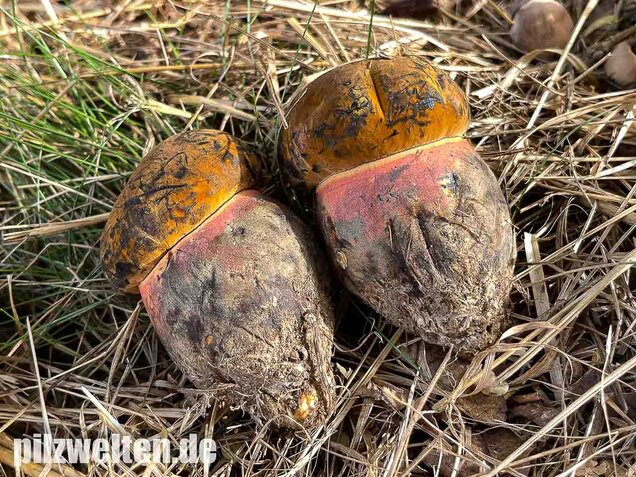Gelbfüßiger Hexenröhrling, Neoboletus xanthopus