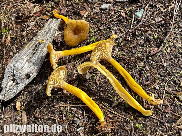 Trompetenpfifferling, Craterellus tubaeformis