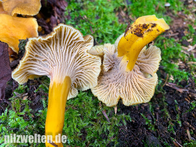 Trompetenpfifferling, Craterellus tubaeformis