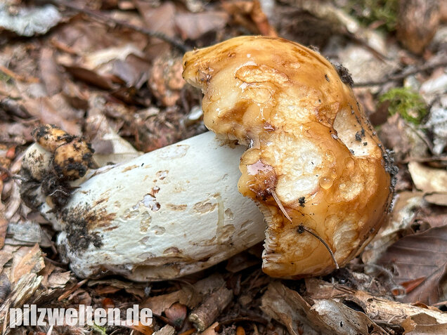 Gilbender Stinktäubling, Russula subfoetens