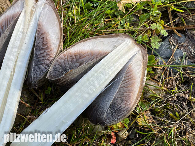 Grauer Faltentintling, Coprinopsis atramentaria