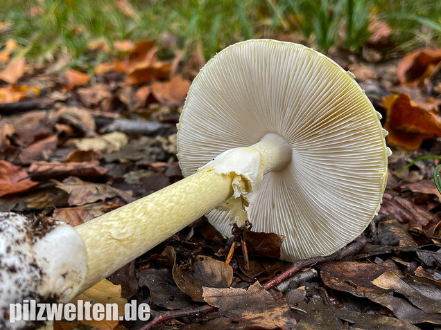 Grüner Knollenblätterpilz, Amanita phalloides