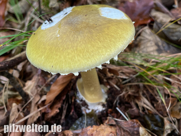 Grüner Knollenblätterpilz, Amanita phalloides