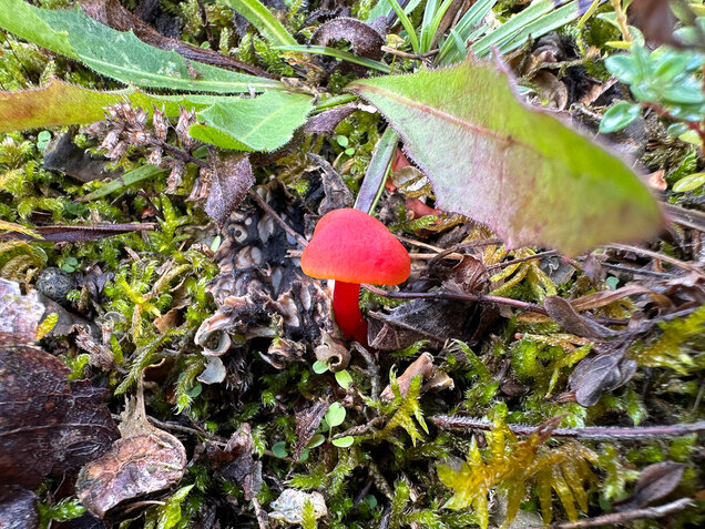 Kalkliebender Filzsaftling, Kalkholder Saftling, Hygrocybe calciphila