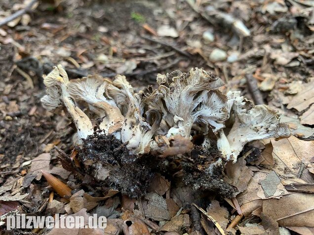 Krause Kraterelle, Craterellus undulatus