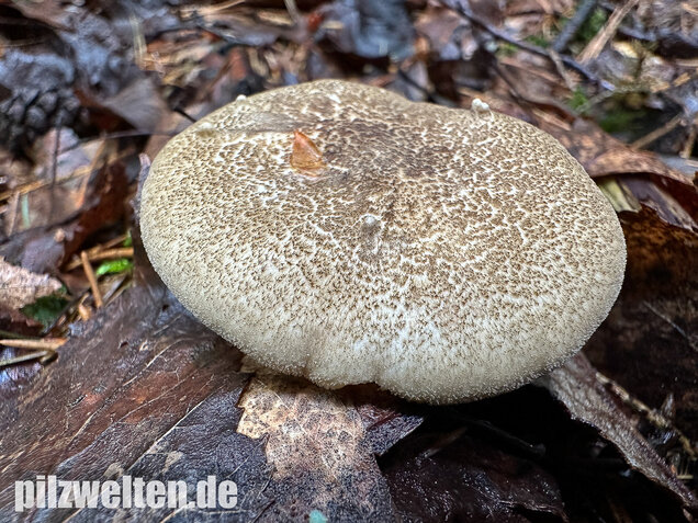 Maiporling, Bewimperter Stielporling, Lentinus substrictus