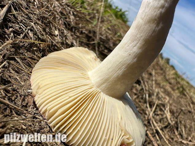 Milder Glanztäubling, Russula nitida