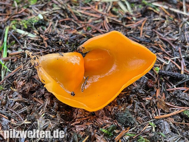 Orangebecherling, Aleuria aurantia