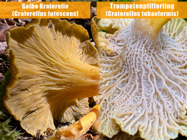 Starkriechender Trompetenpfifferling, Gelbe Kraterelle, Craterellus lutescens