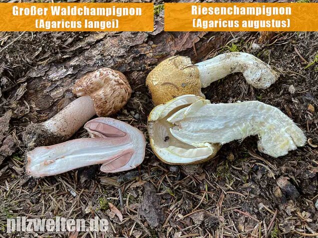 Großer Waldchampignon, Agaricus langei