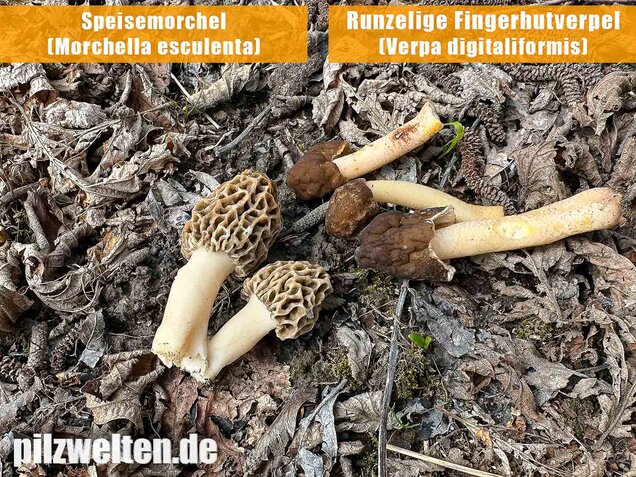 Runzelige Fingerhutverpel, Verpa digitaliformis