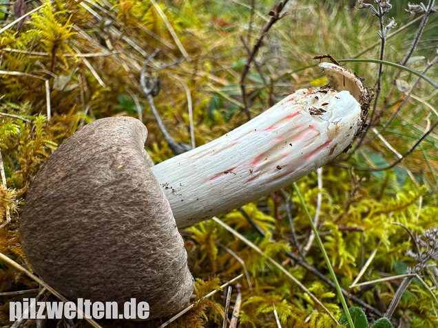 Rötender Erdritterling, Tricholoma orirubens