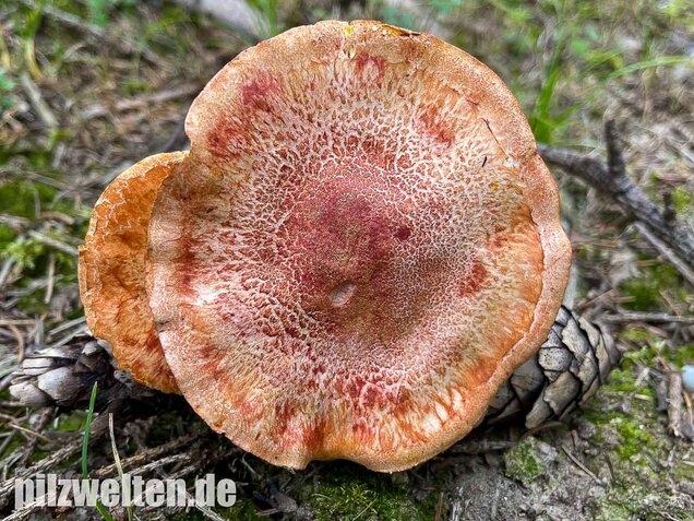 Rotschuppiger Raukopf, Cortinarius bolaris