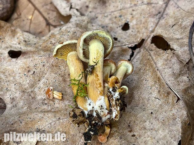 Safranroter Schüppling, Pholiota astragalina