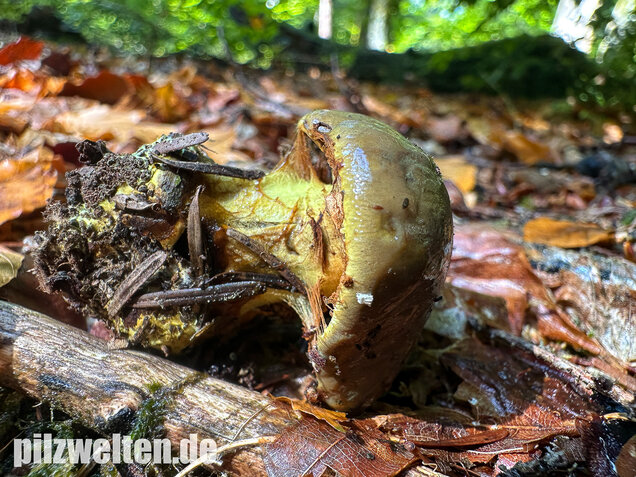 Schwarzgrüner Klumpfuß, Calonarius atrovirens