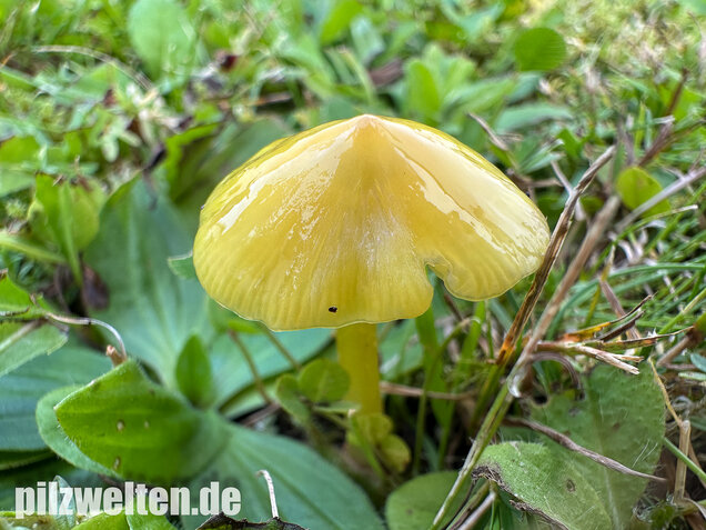 Safrangelber Saftling, Hygrocybe acutoconica