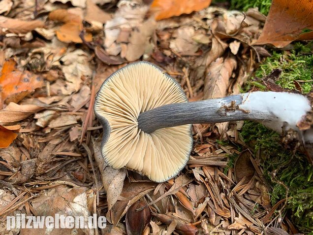 Stahlblauer Rötling, Entoloma nitidum