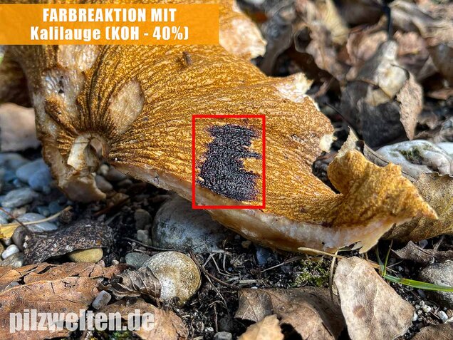 Tauber Reizker, Hypomyces lateritius