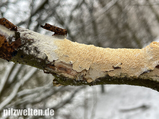 Veränderlicher Spaltporling, Schizopora paradoxa