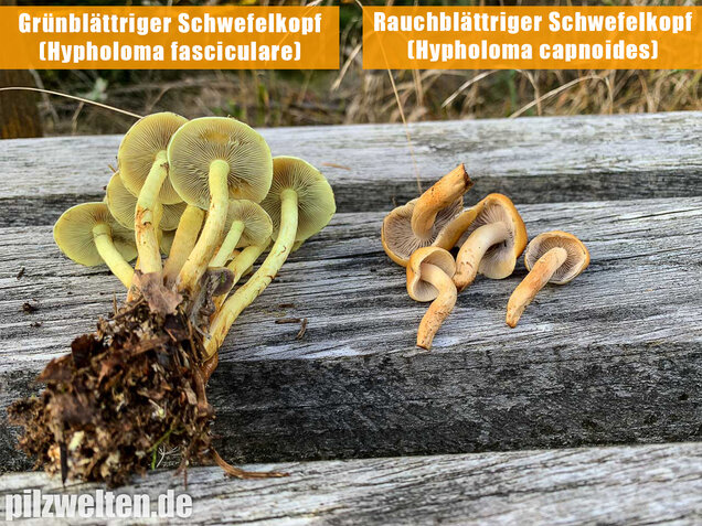 Rauchblättriger Schwefelkopf, Hypholoma capnoides