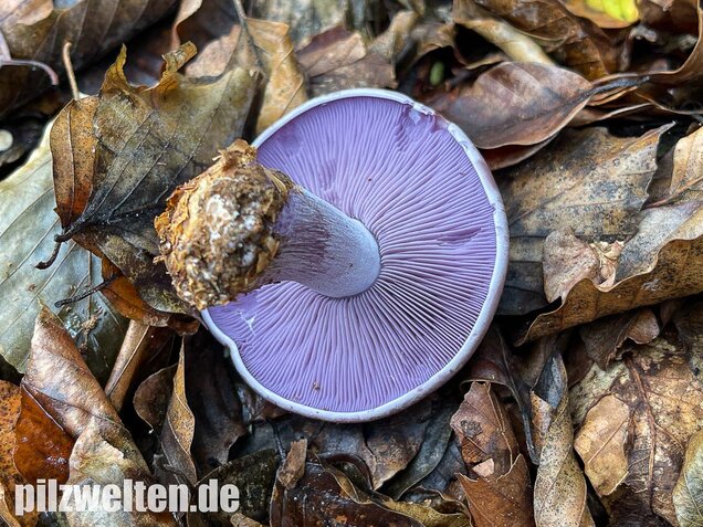 Violetter Rötelritterling, Lepista nuda