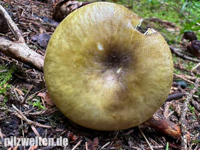 Violettstieliger Pfirsichtäubling, Russula violeipes