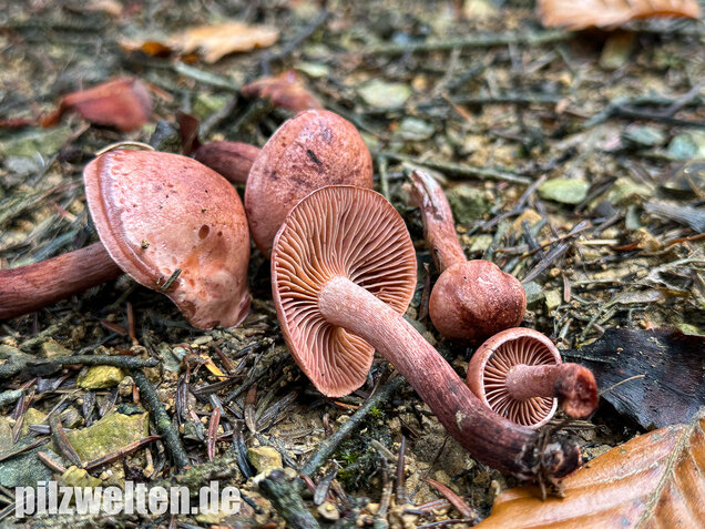 Weinroter Purpur-Schneckling, Hygrophorus capreolarius