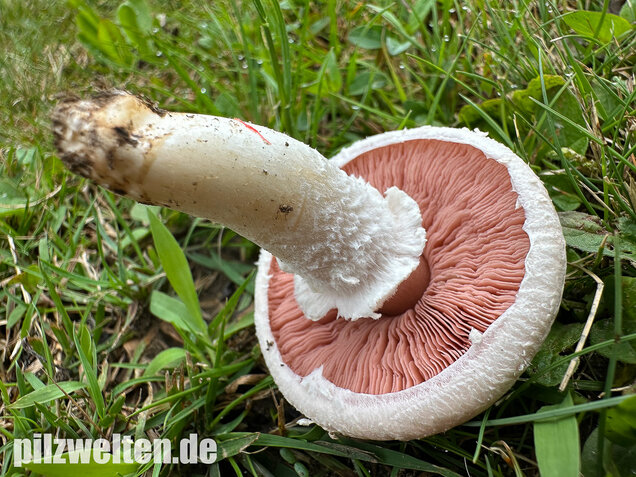 Wiesenchampignon, Wiesenegerling, Erdgürtel, Agaricus campestris