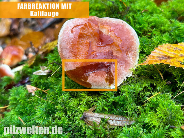 Ziegelroter Schwefelkopf, Hypholoma lateritium