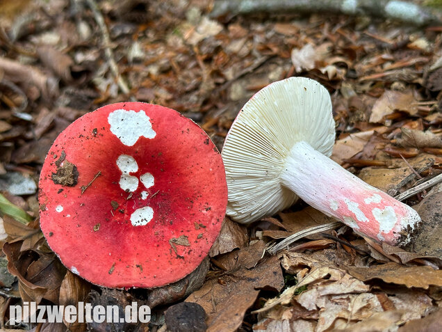 Zinnoberroter Täubling, Harter Zinnobertäubling, Russula rosea