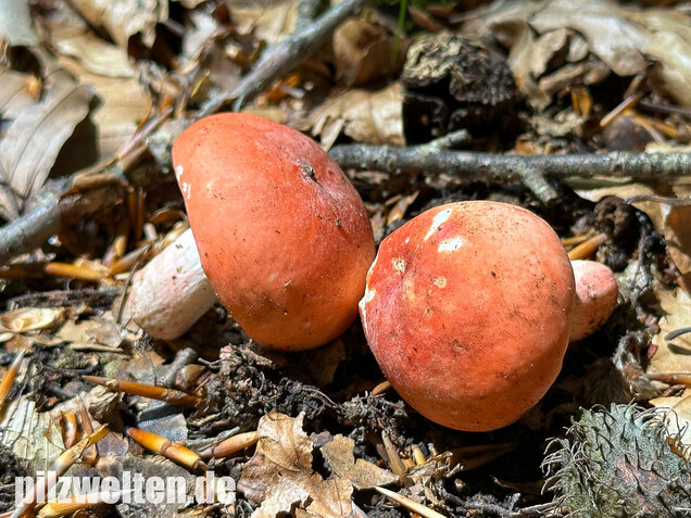 Zinnoberroter Täubling, Harter Zinnobertäubling, Russula rosea
