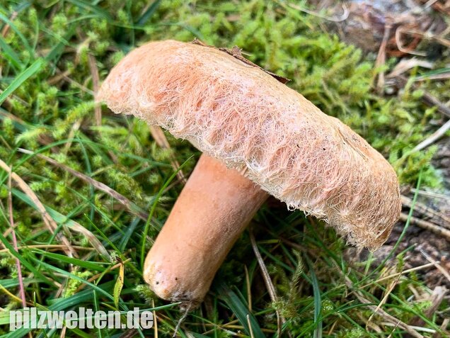 Zottiger Birkenmilchling, Lactarius torminosus