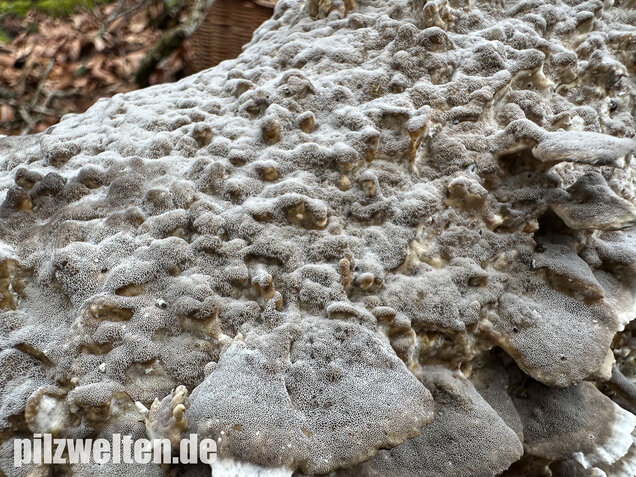 Angebrannter Rauchporling, Bjerkandera adusta