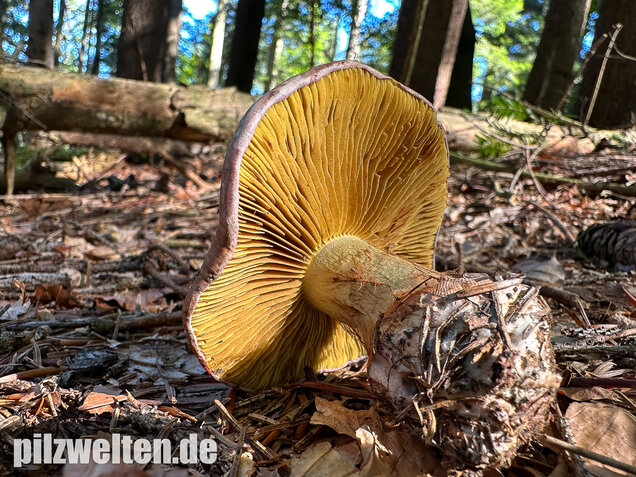 Anisklumpfuß, Cortinarius odorifer