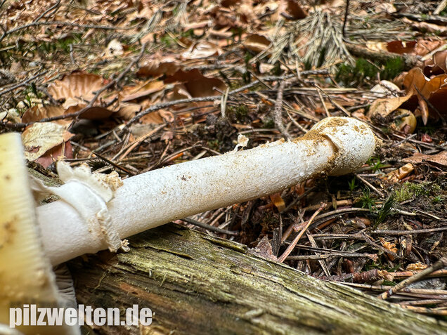 Narzissengelber Knollenblätterpilz, Amanita gemmata