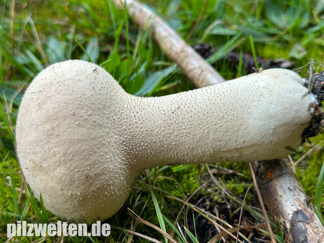 Beutelstäubling, Lycoperdon excipuliforme