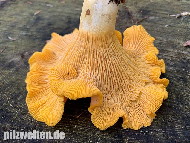 Blasser Pfifferling, Cantharellus pallens