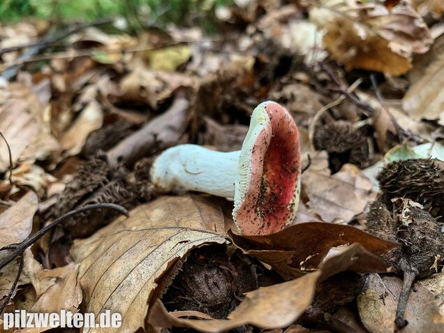 Buchenspeitäubling, Russula nobilis
