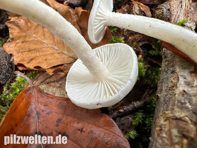 Elfenbeinschneckling, Hygrophorus eburneus