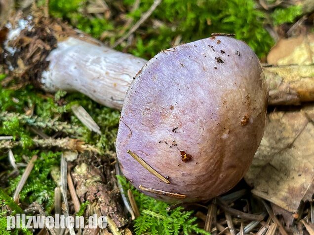 Erdigriechender Schleimkopf, Cortinarius variicolor