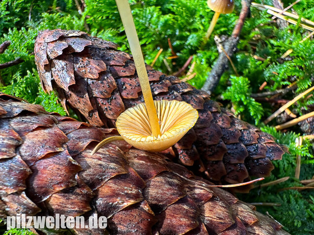 Orangeschneidiger Helmling, Feuriger Helmling, Mycena aurantiomarginata
