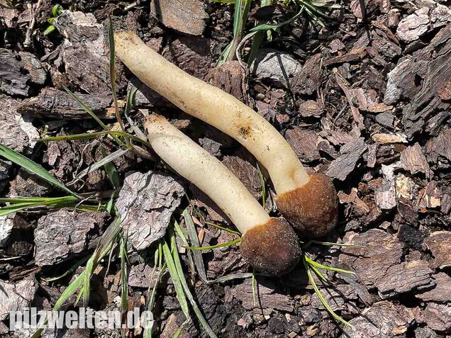 Fingerhutverpel, Verpa conica