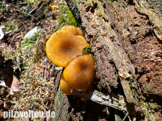 Gelbblättriger Holznabeling, Chrysomphalina chrysophylla