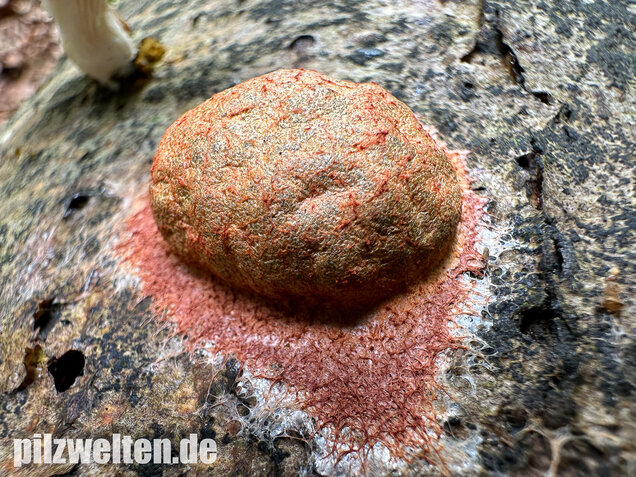Gelboranger Schleimpilz, Rotoranger Schleimpilz, Fuligo leviderma