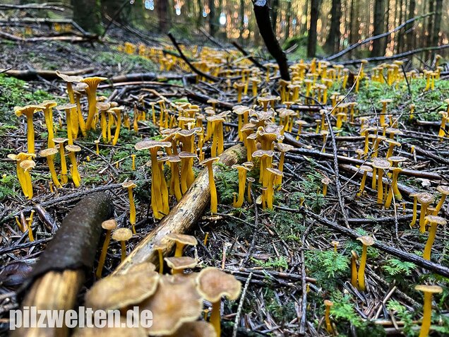 Trompetenpfifferling, Craterellus tubaeformis