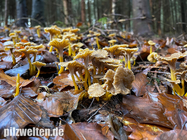 Trompetenpfifferling, Craterellus tubaeformis