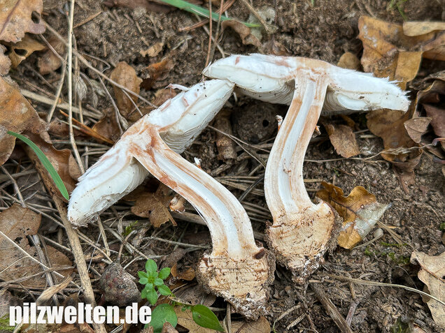 Gerandetknolliger Safranschirmling, Chlorophyllum brunneum